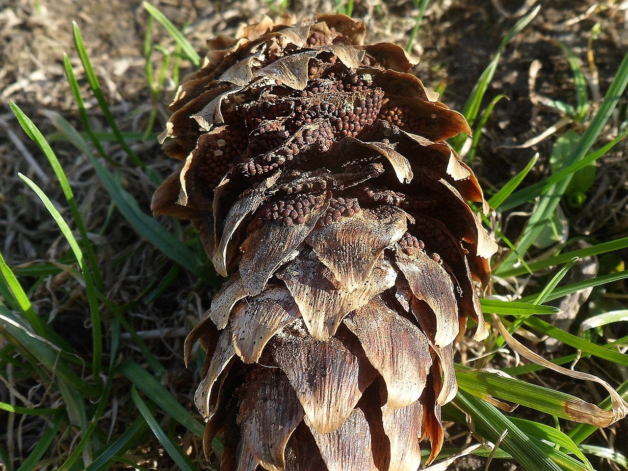 Pucciniastrum