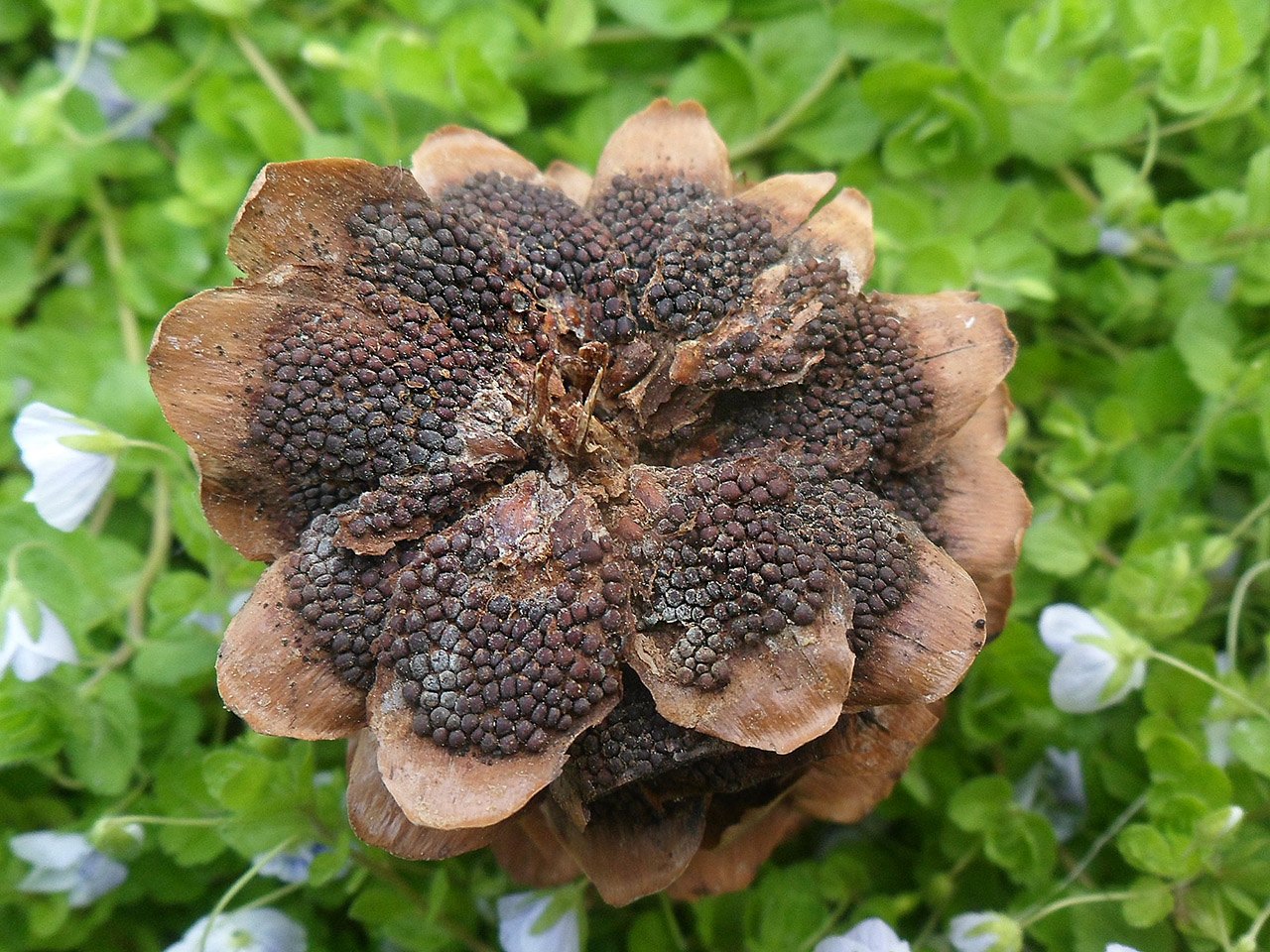 Pucciniastrum areolatum