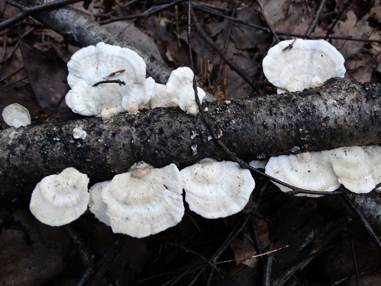 Antrodiella faginea AMF 20170720-01