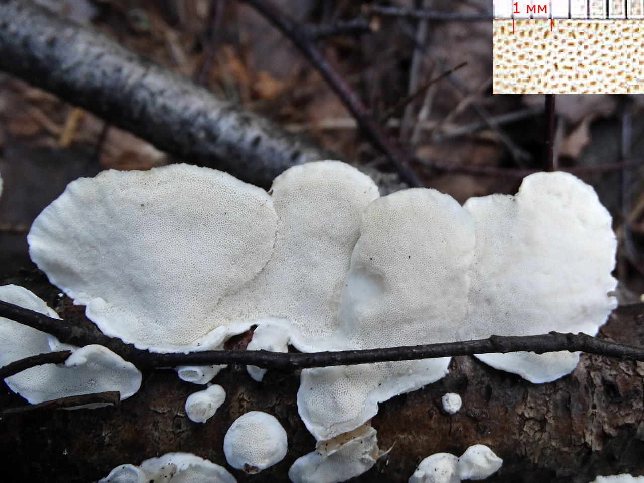 Antrodiella faginea AMF 20170720-03