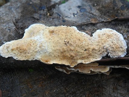 Byssomerulius corium AMF 20170804-01