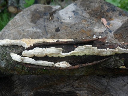 Byssomerulius corium AMF 20170804-02