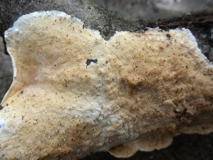 Byssomerulius corium AMF 20170804-04