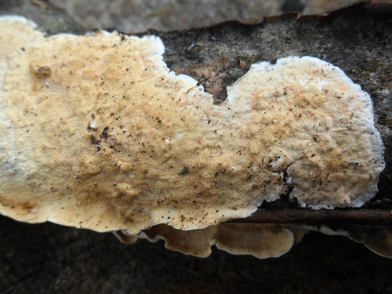 Byssomerulius corium AMF 20170804-05