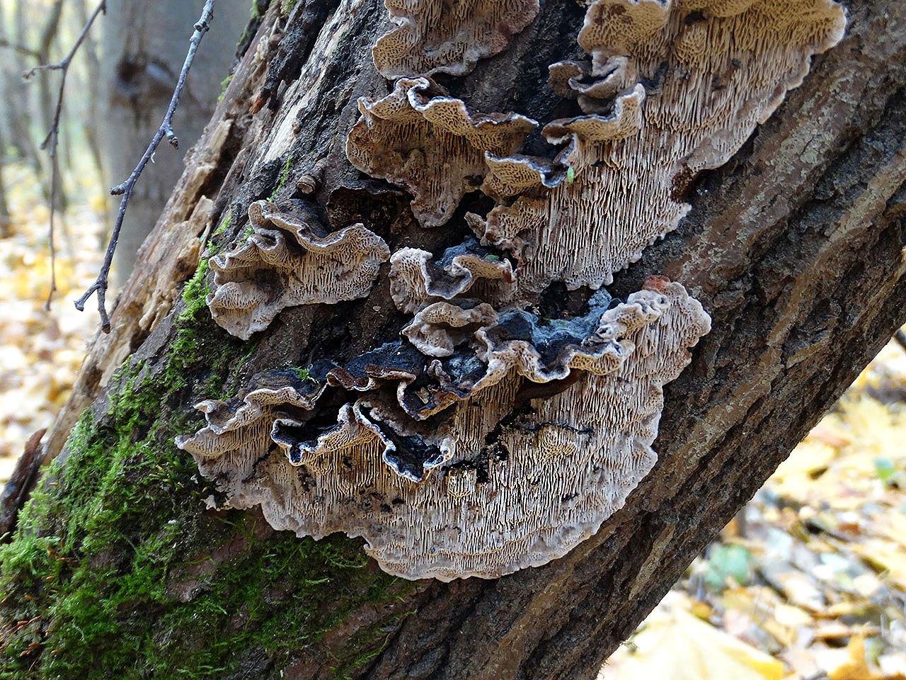 Cerioporus mollis
