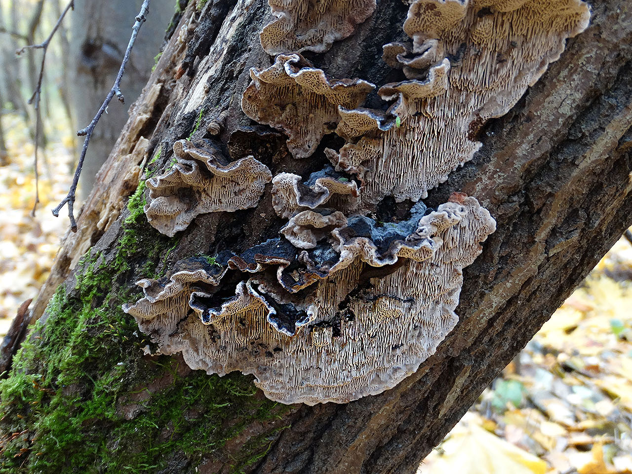 Cerioporus mollis AMF 20171017-05