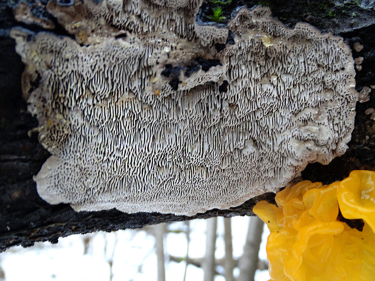 Cerioporus mollis AMF 20171217-01