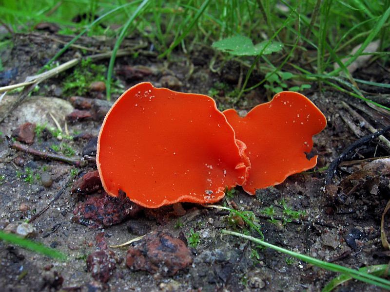Aleuria aurantia