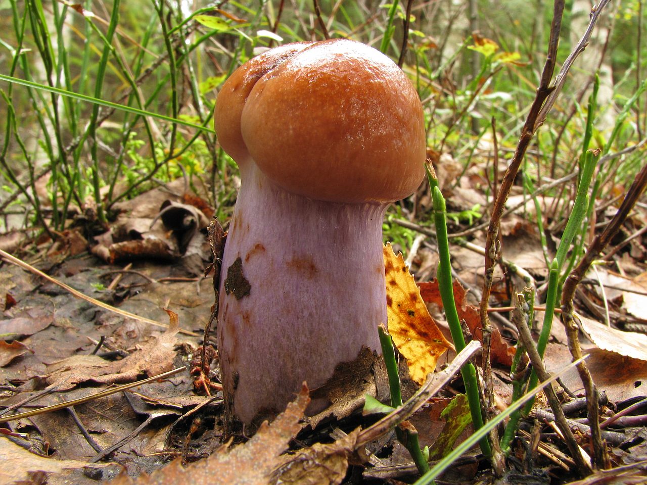 Cortinarius collinitus