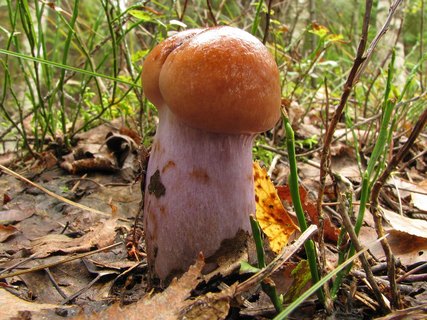 Cortinarius collinitus