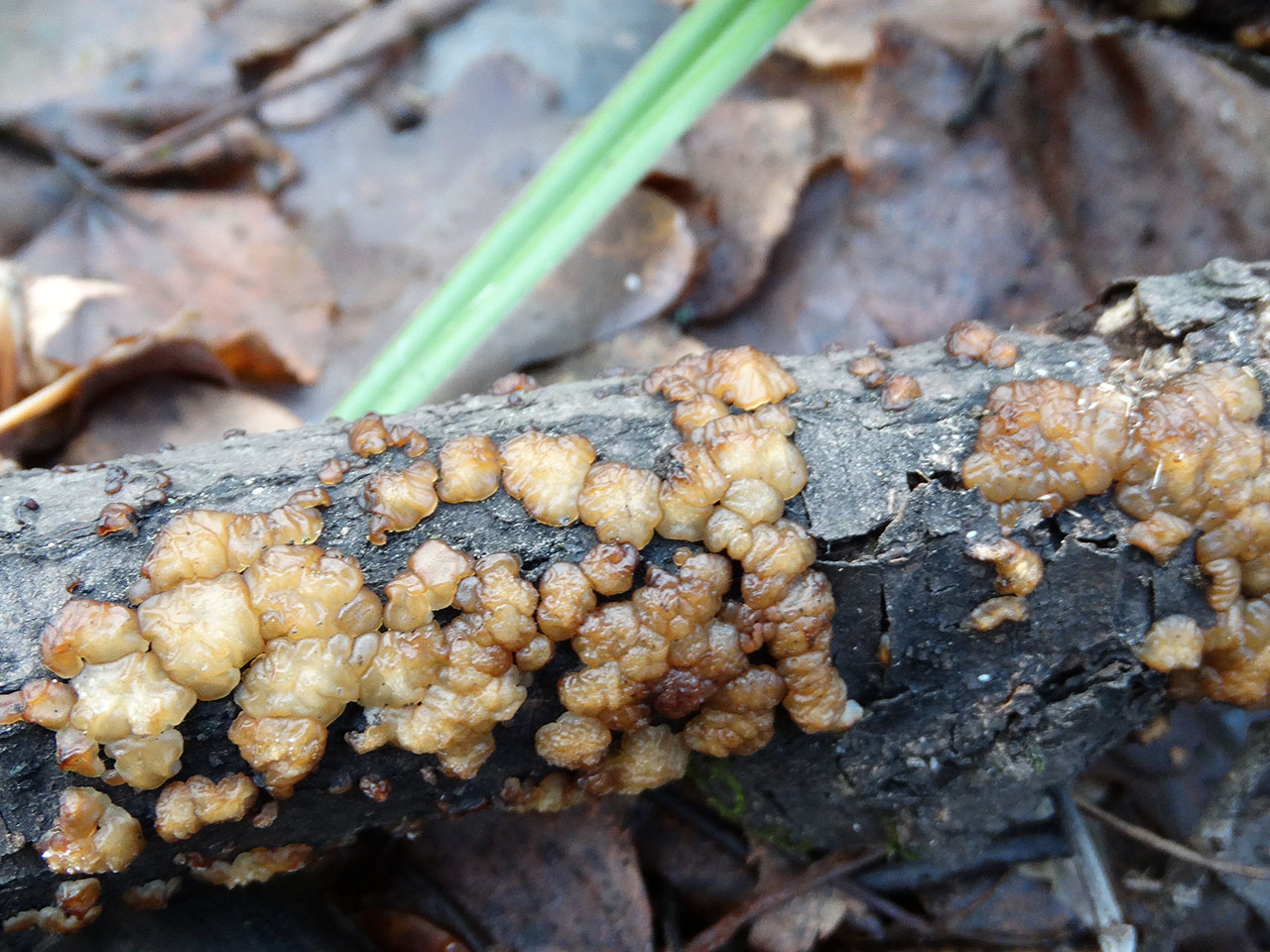 Exidia cartilaginea AMF 20180104-02