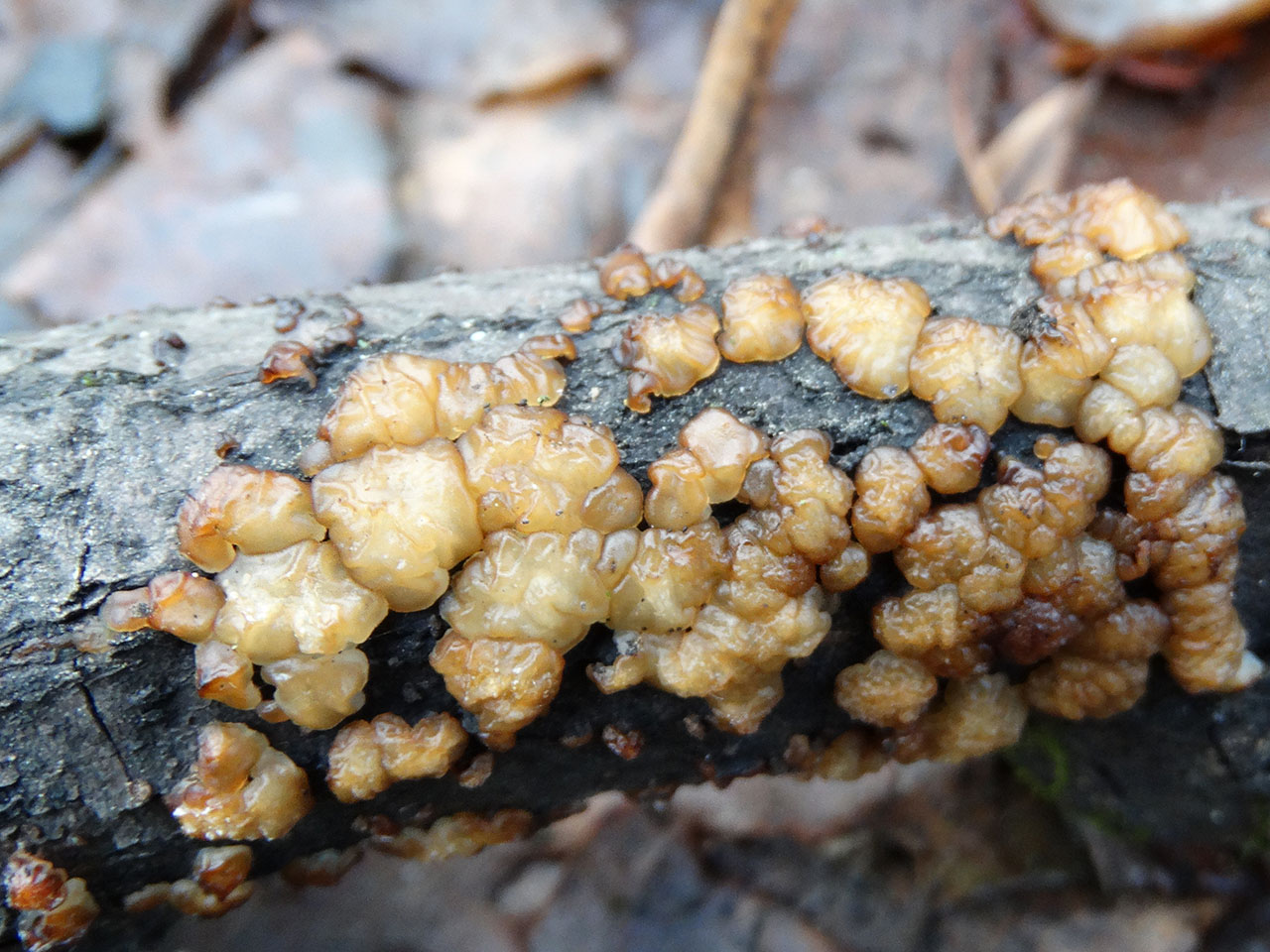 Exidia cartilaginea AMF 20180104-01