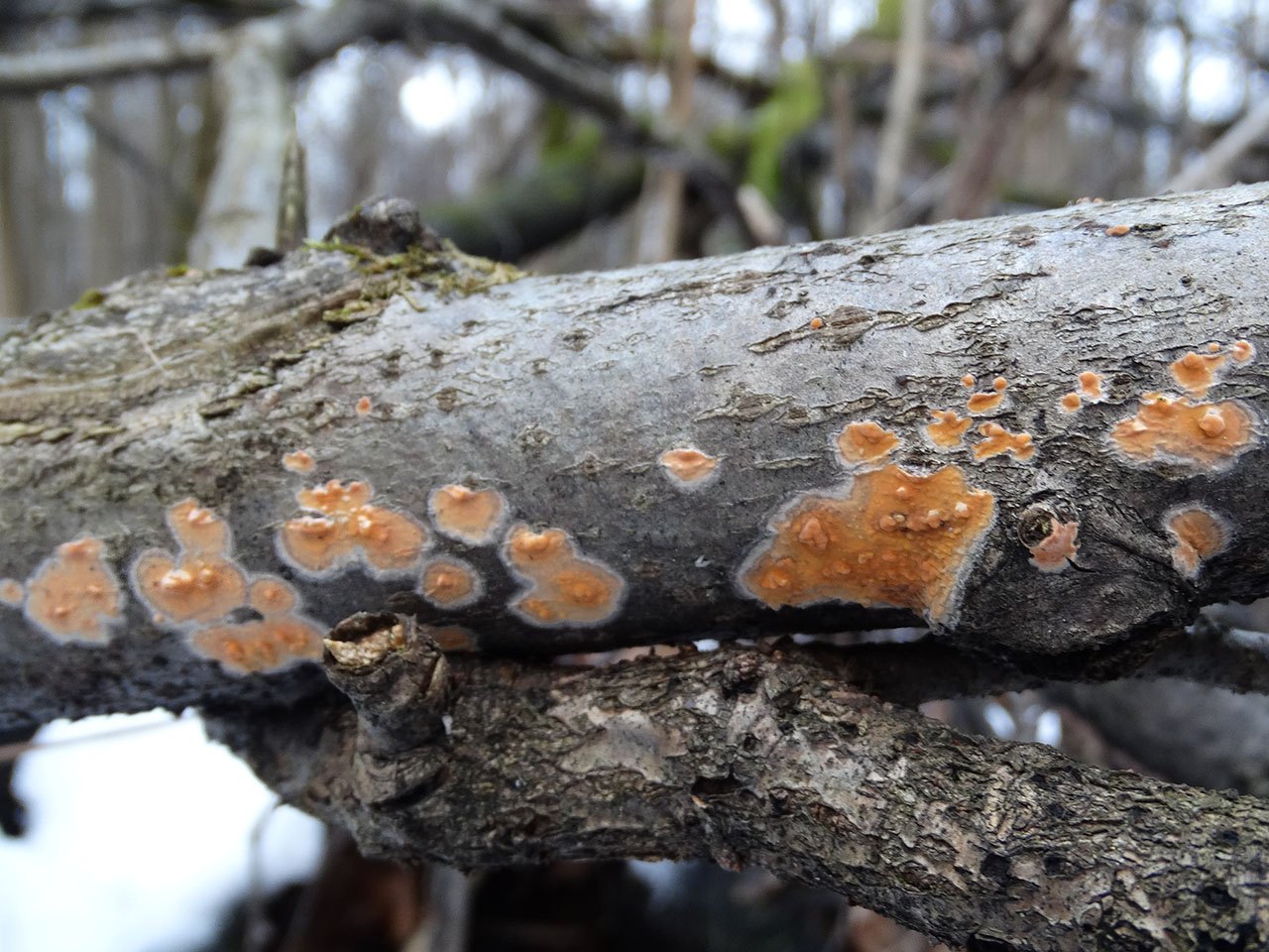 Peniophora aurantiaca