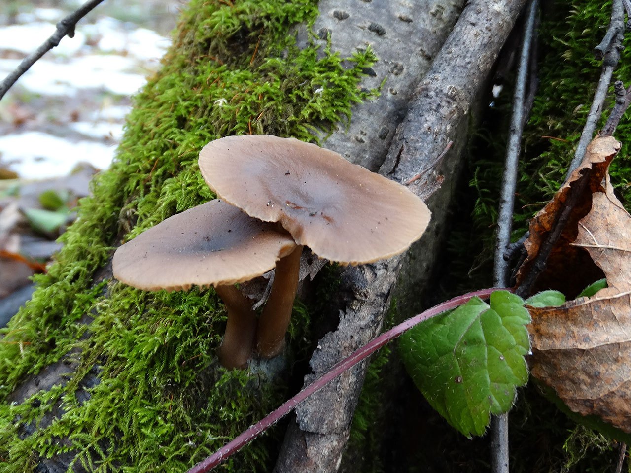 Pseudoclitocybe