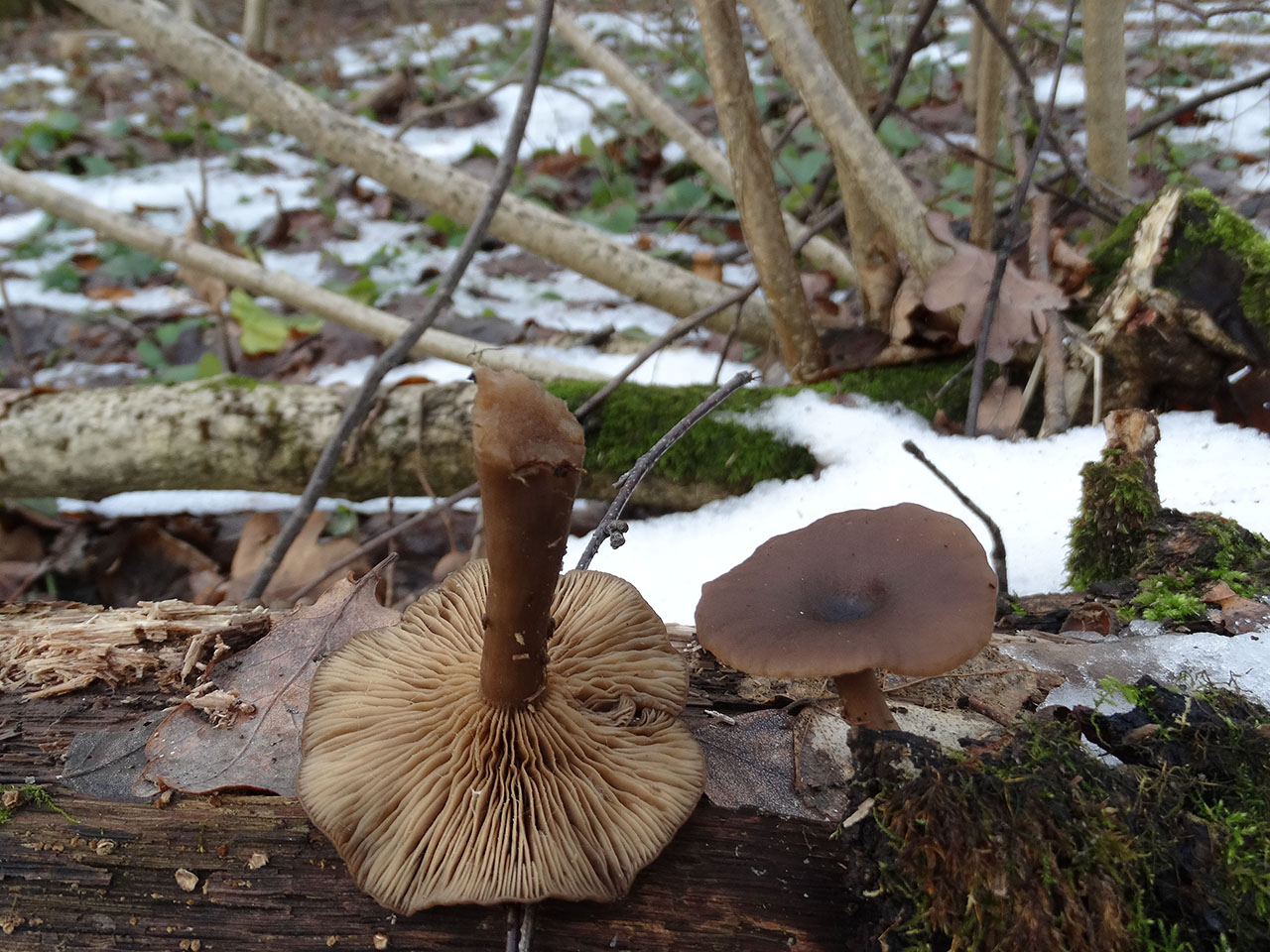 Pseudoclitocybe cyathiformis AMF 20180104-08