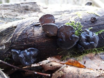 Exidia truncata AMF 20180104-01