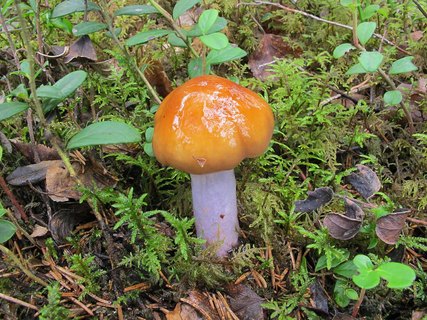 Cortinarius collinitus