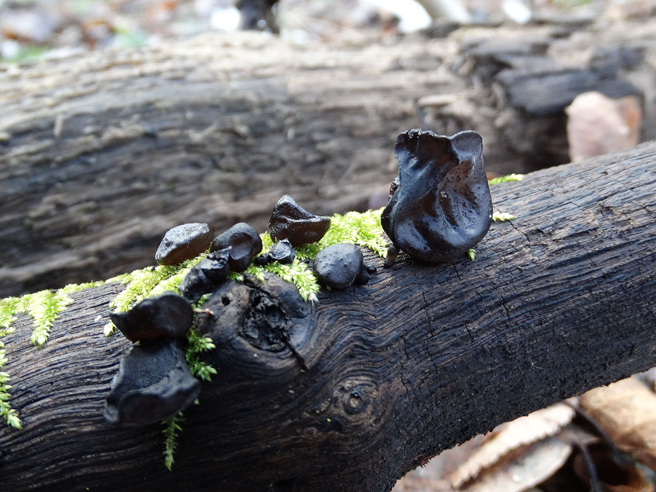 Exidia truncata AMF 20180104-05
