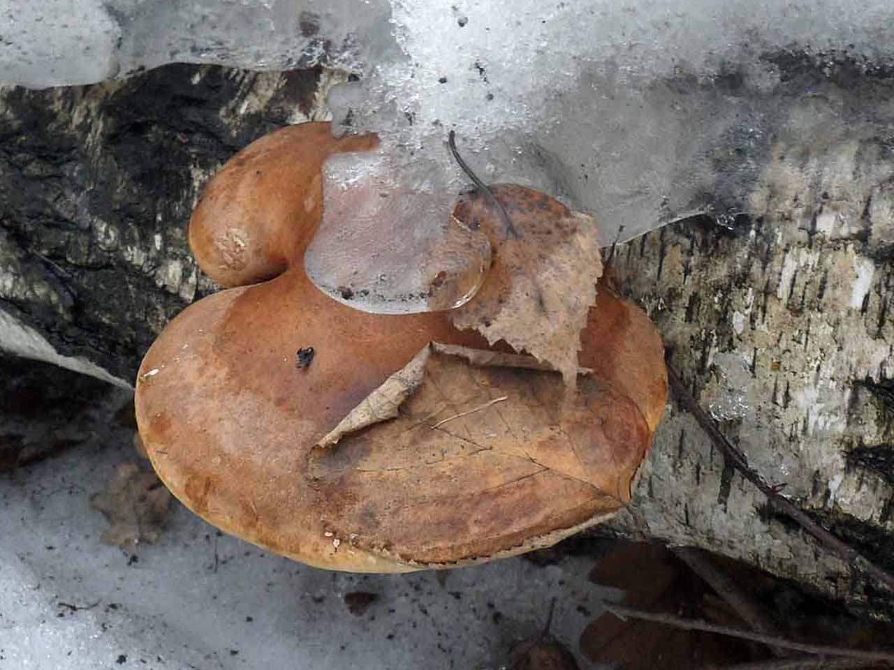 Fomitopsis betulina AMF 20170305-01
