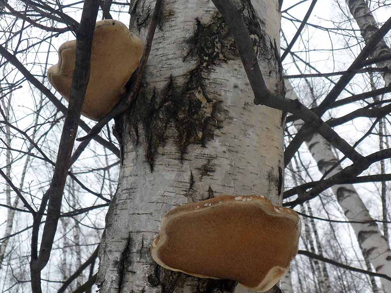 Fomitopsis betulina AMF 20170305-02
