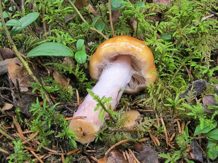 Cortinarius collinitus