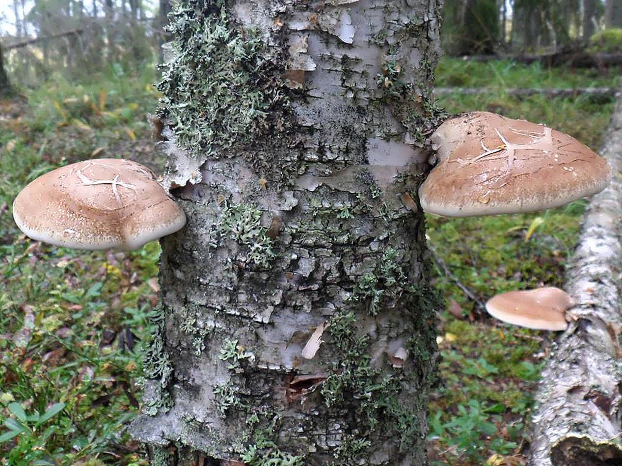 Fomitopsis betulina