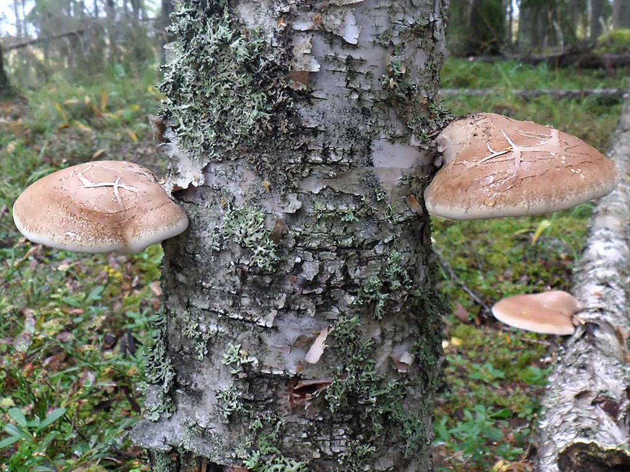 Fomitopsis betulina AMF 20171210-04