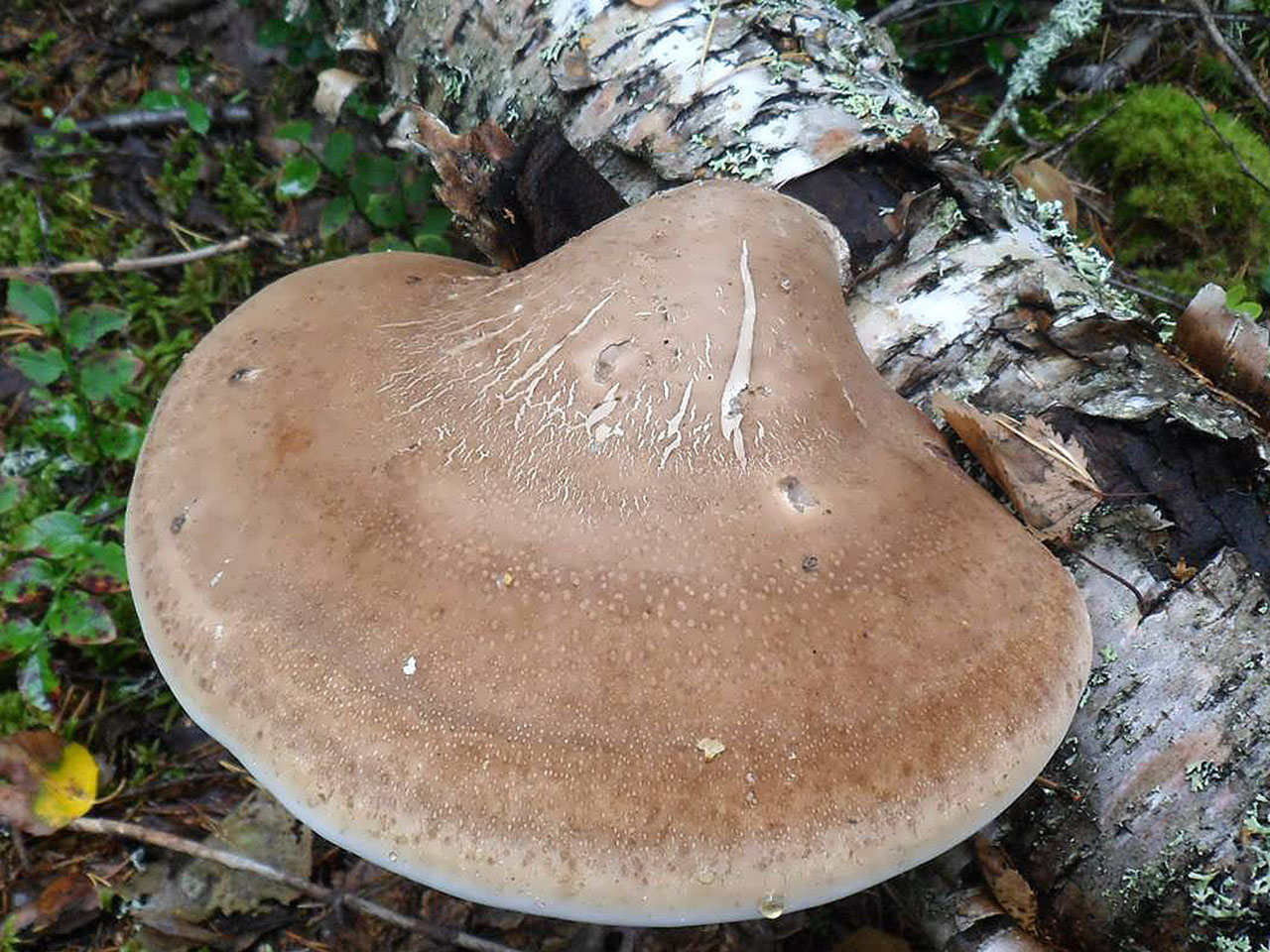 Fomitopsis betulina AMF 20171210-05