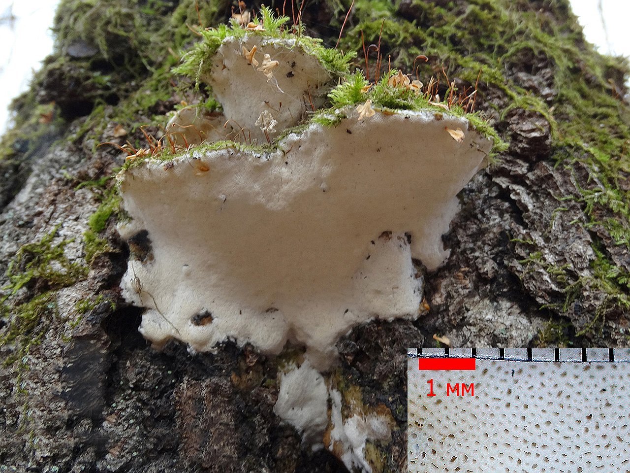 Oxyporus