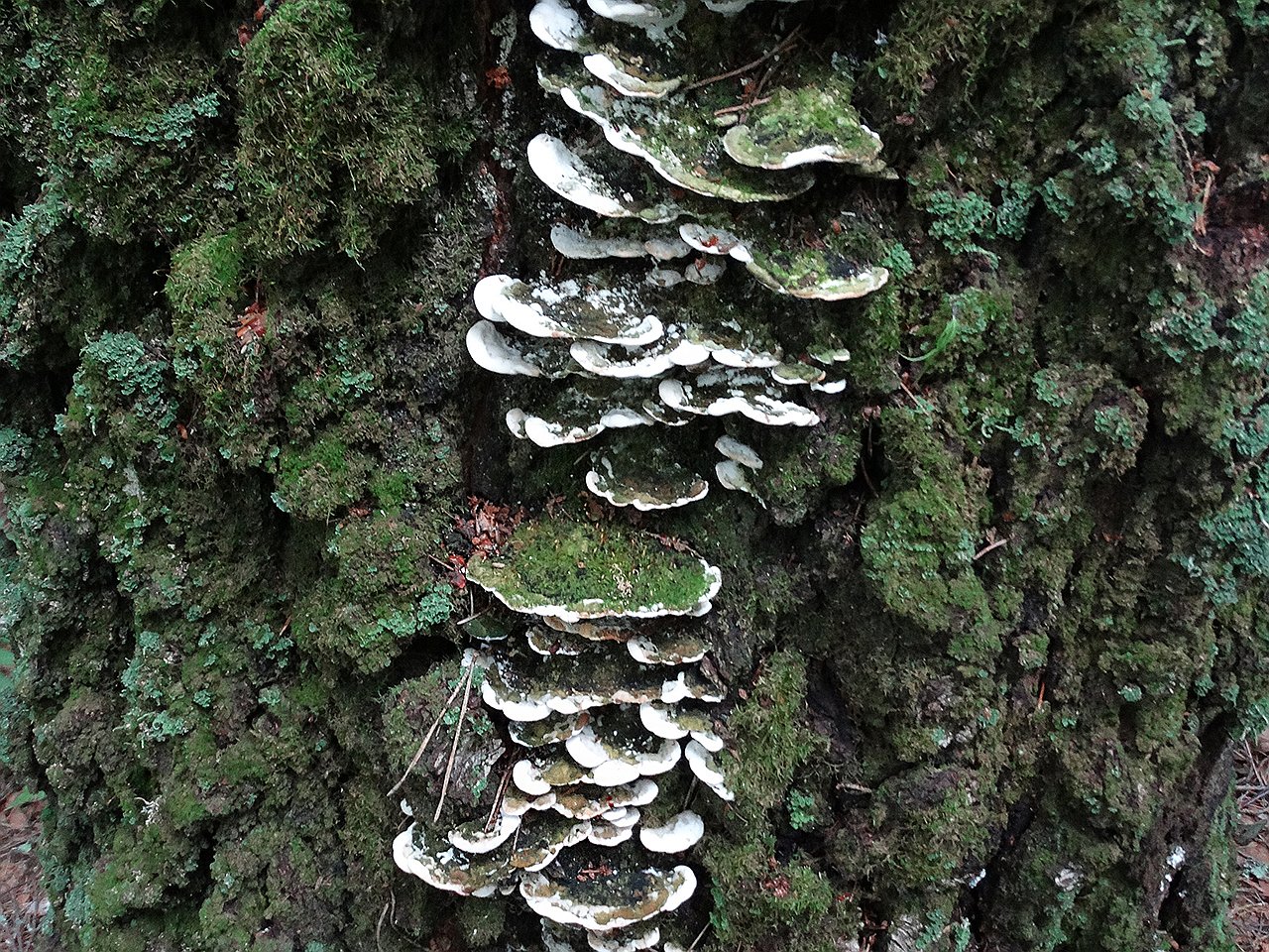Oxyporus populinus AMF 20170722-04