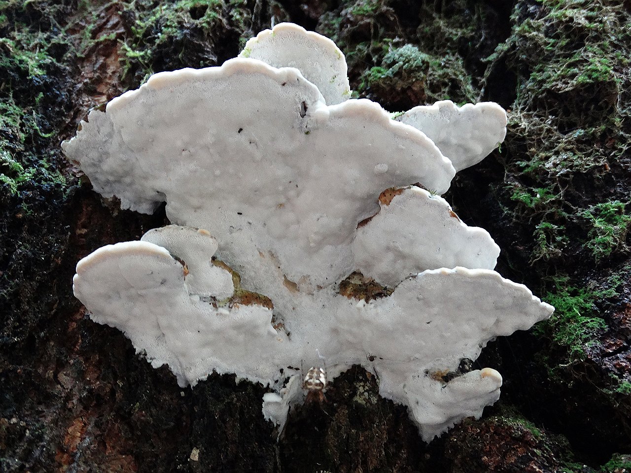 Oxyporus populinus AMF 20170722-05