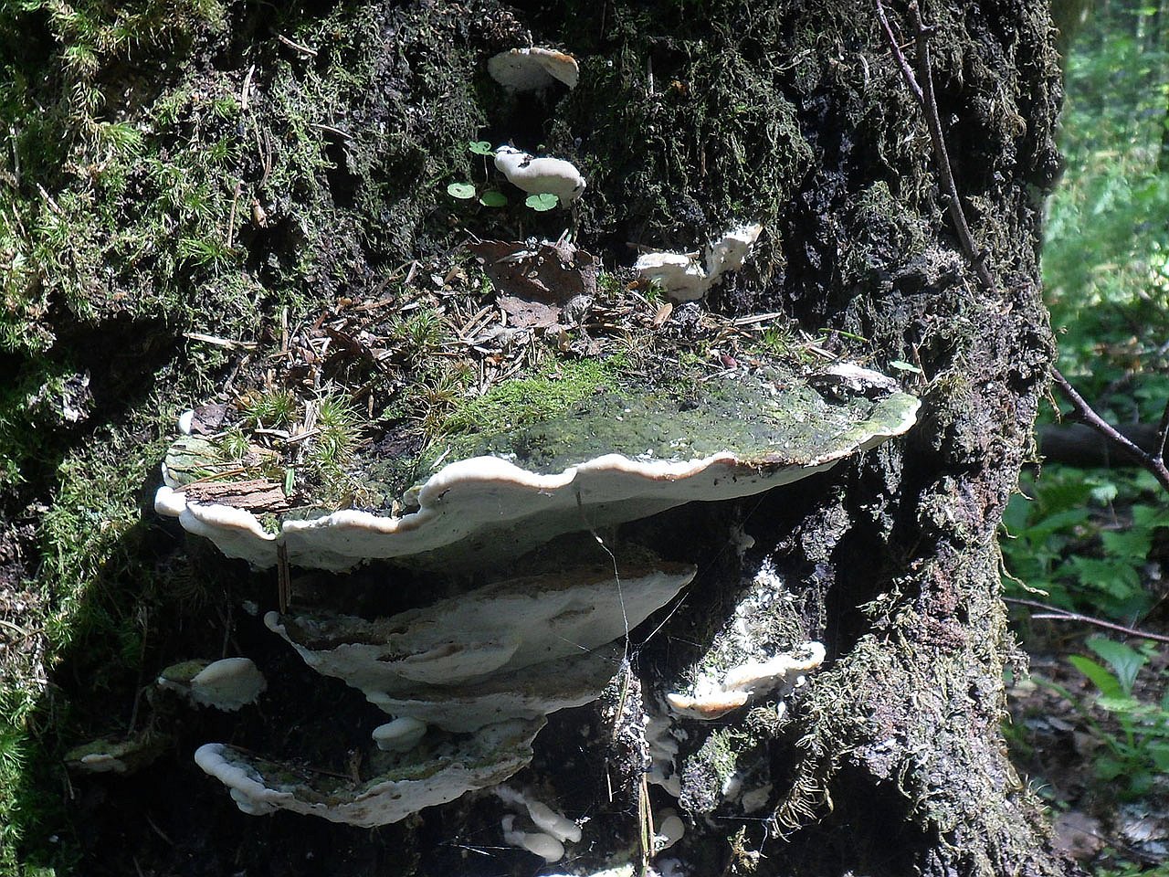 Oxyporus populinus AMF 20170722-06