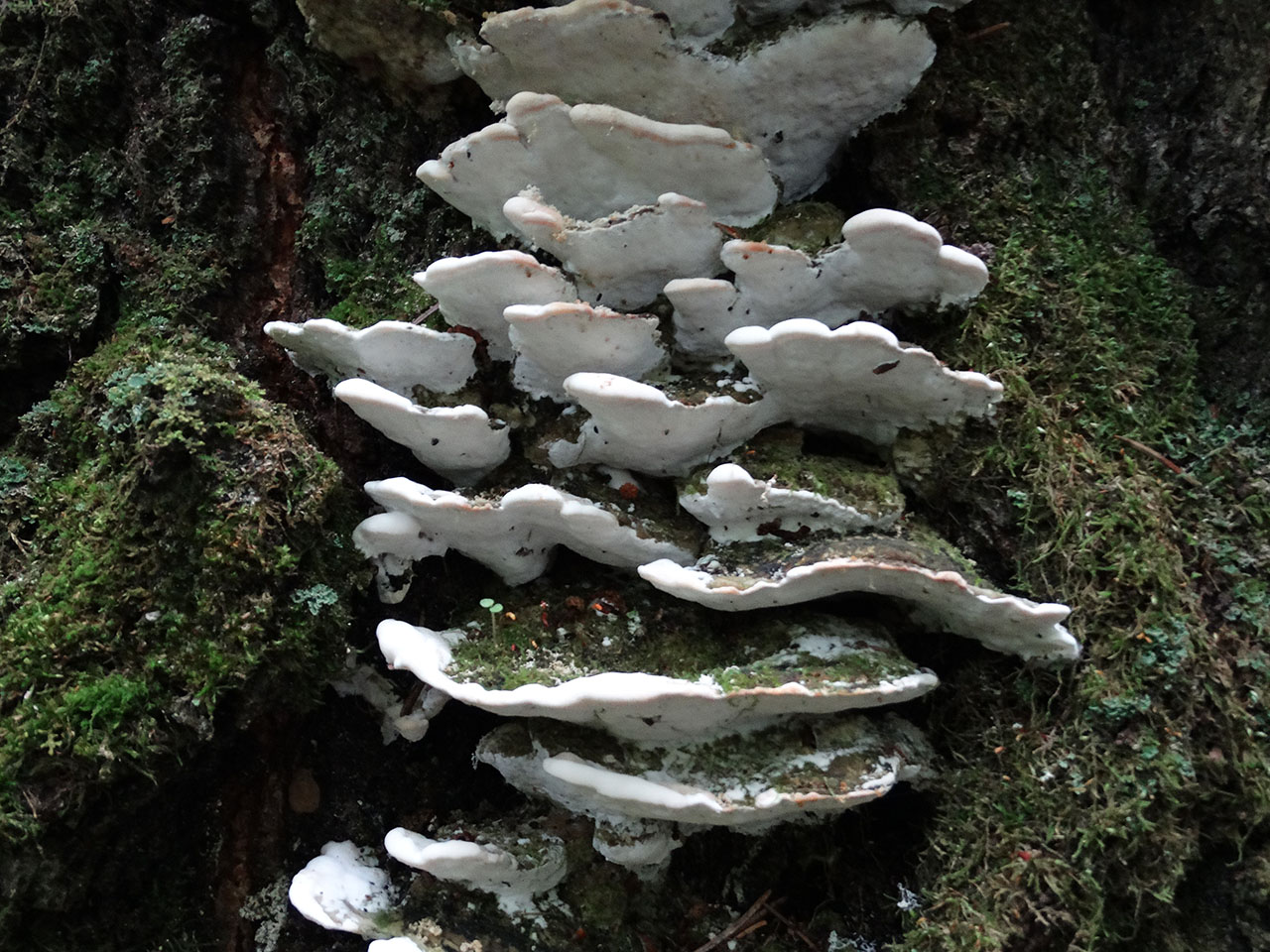 Oxyporus populinus AMF 20170722-07