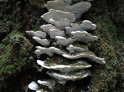 Oxyporus populinus AMF 20170722-07