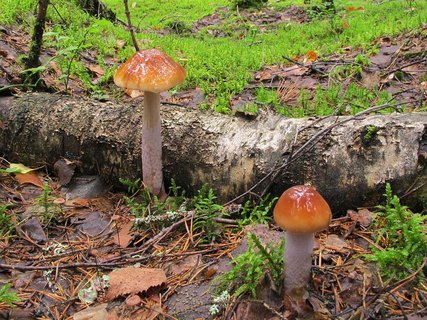 Cortinarius collinitus