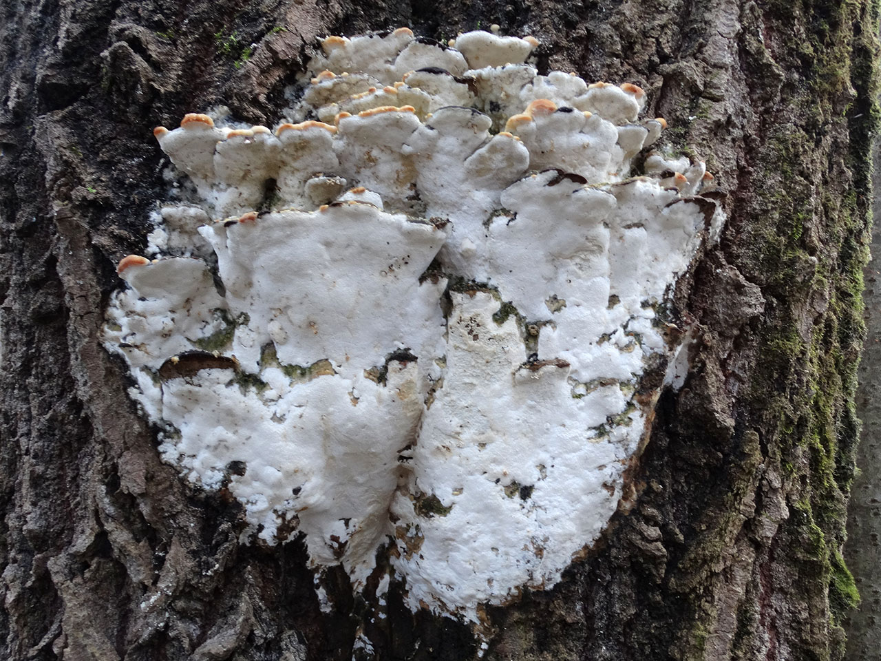 Oxyporus populinus AMF 20180104-02