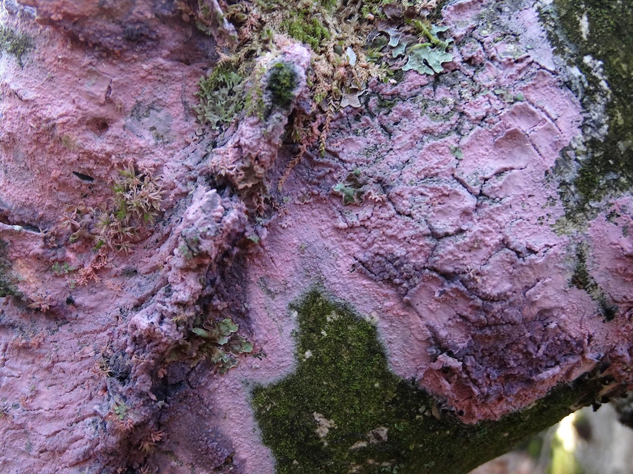 Tulasnella violea AMF 20171118-02