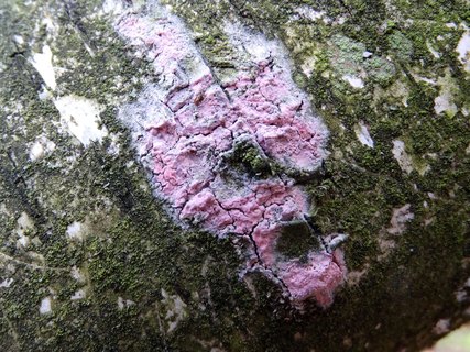 Tulasnella violea AMF 20171118-03