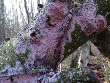 Tulasnella violea AMF 20171118-04