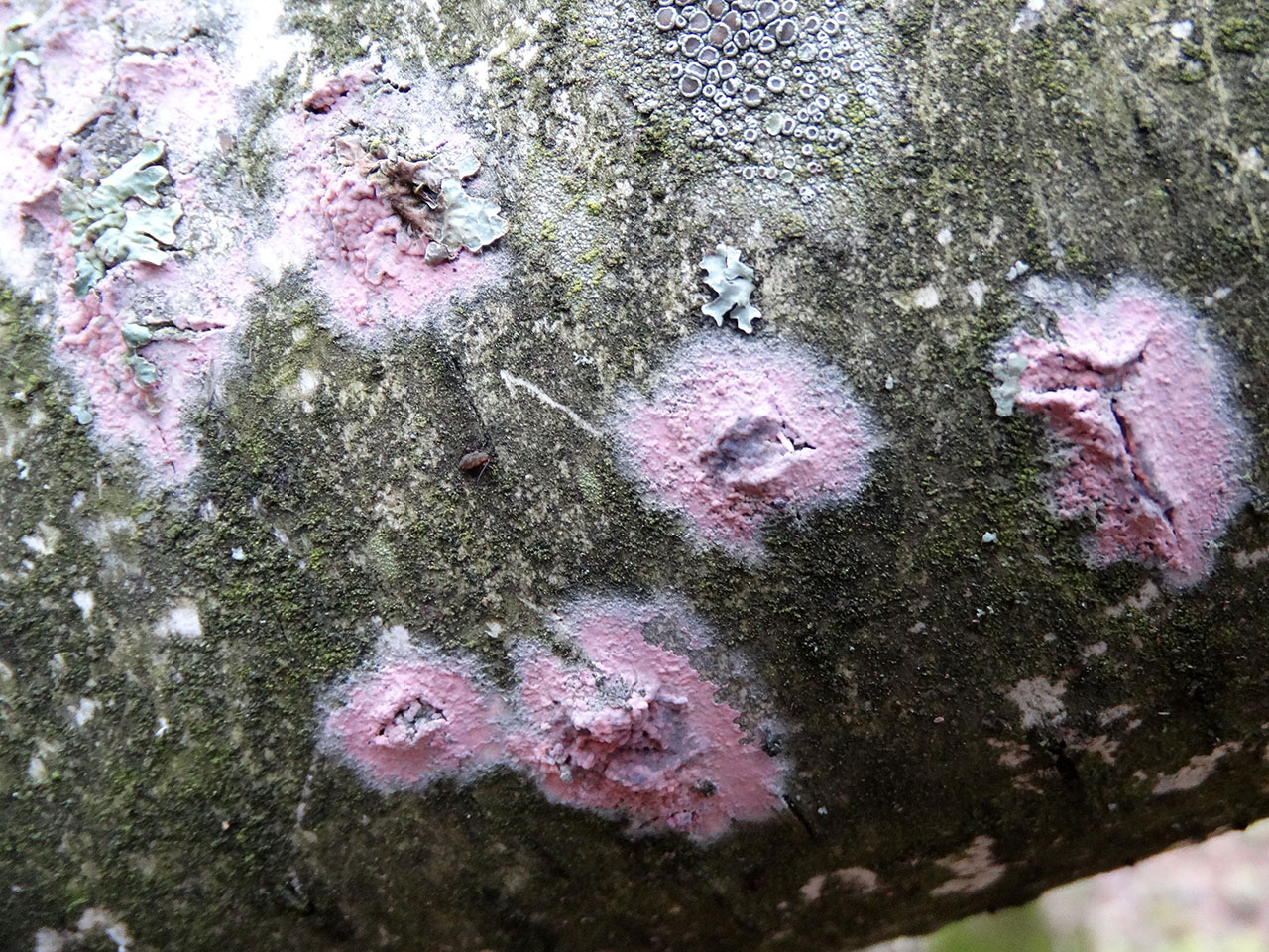 Tulasnella violea AMF 20171118-05