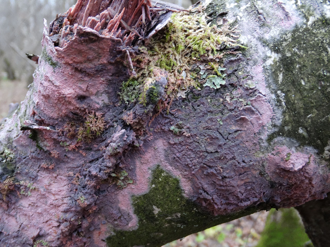Tulasnella violea AMF 20171118-06