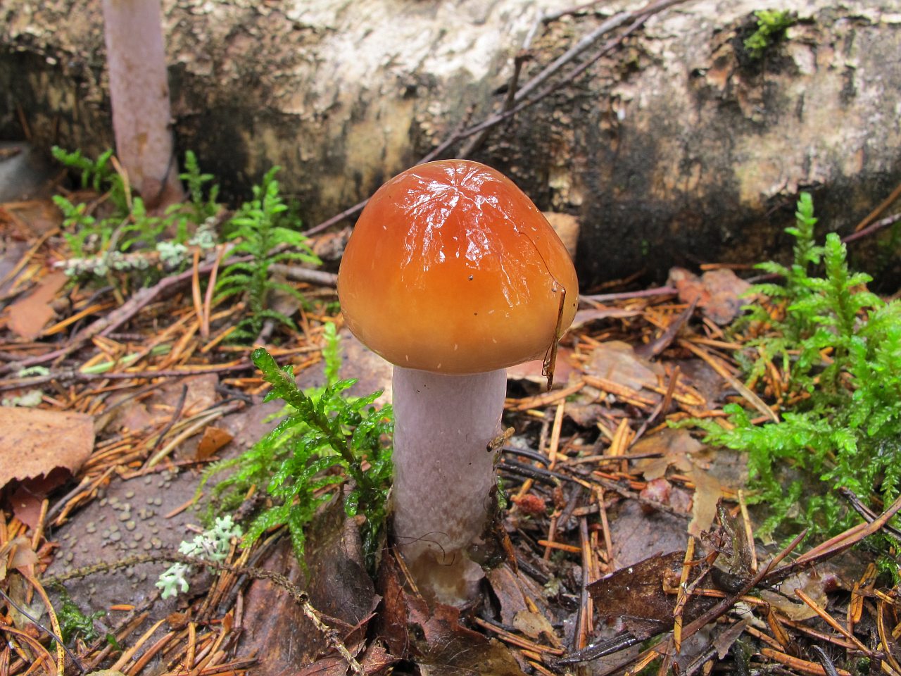 Cortinarius collinitus