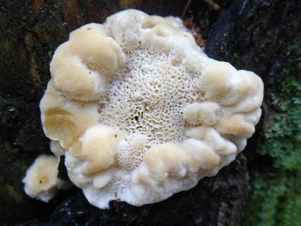 Climacocystis borealis AMF 20160629-01