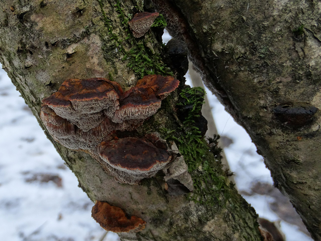 Xanthoporia radiata AMF 20180104-02