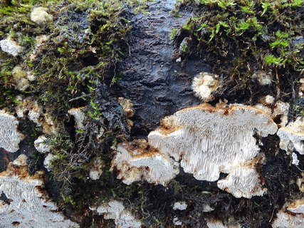 Xanthoporia radiata AMF 20180104-05