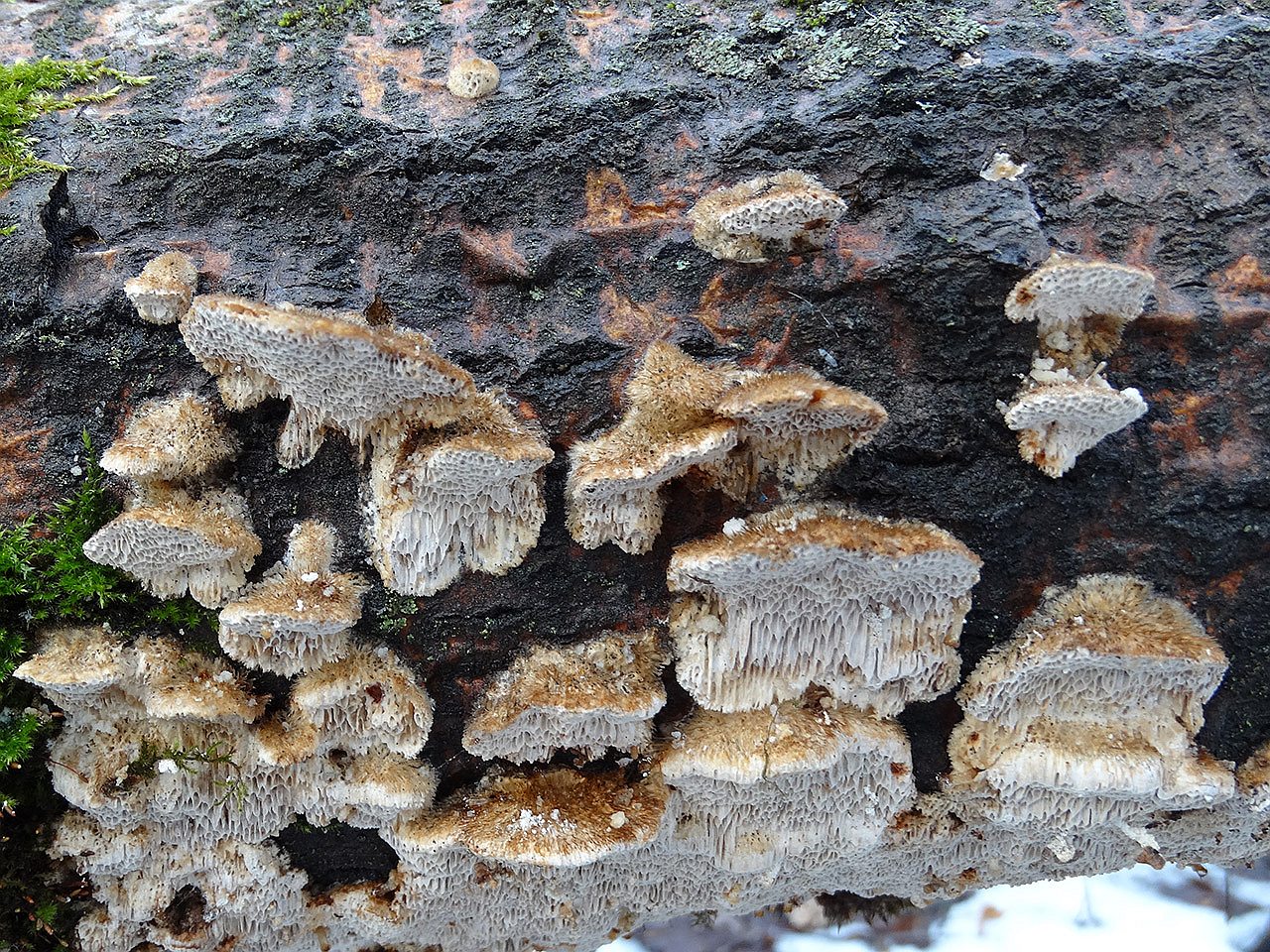 Xanthoporia radiata AMF 20180104-08