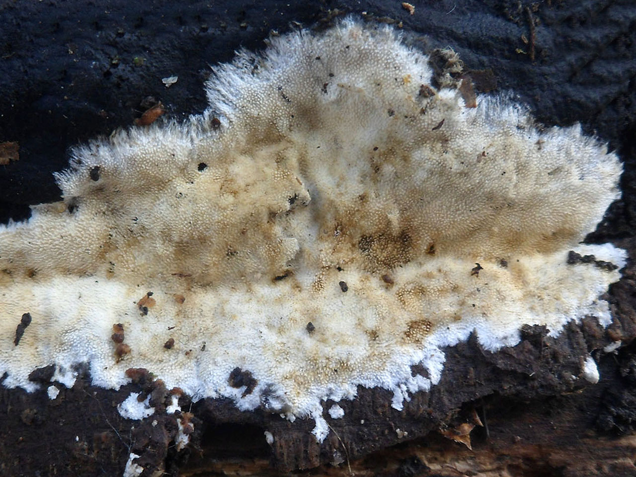 Xylodon raduloides AMF 20170422-03