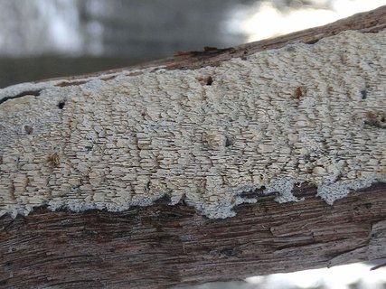 Xylodon raduloides AMF 20180104-07