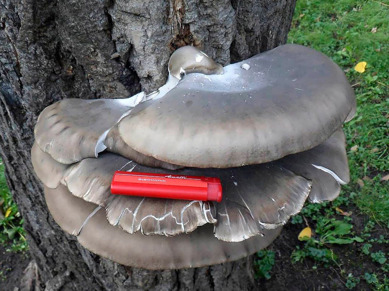 Pleurotus ostreatus AMF 20140408-02