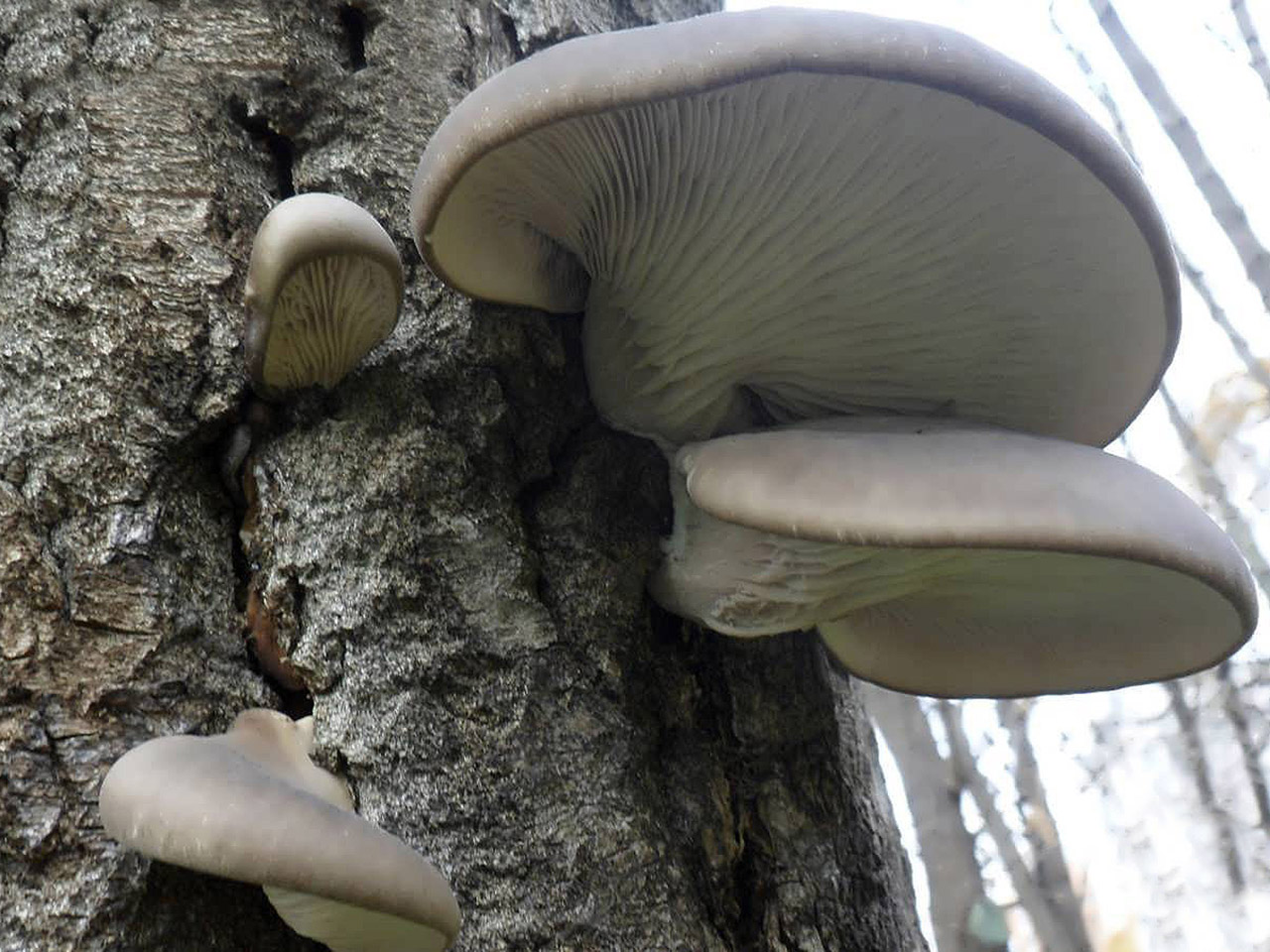 Pleurotus ostreatus AMF 20141106-03